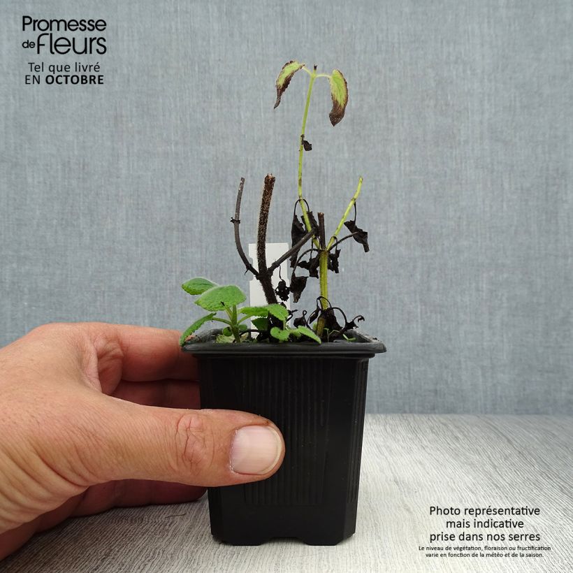Spécimen de Salvia verticillata Hannay's Blue - Sauge verticillée. Godet de 8/9 cm tel que livré en automne