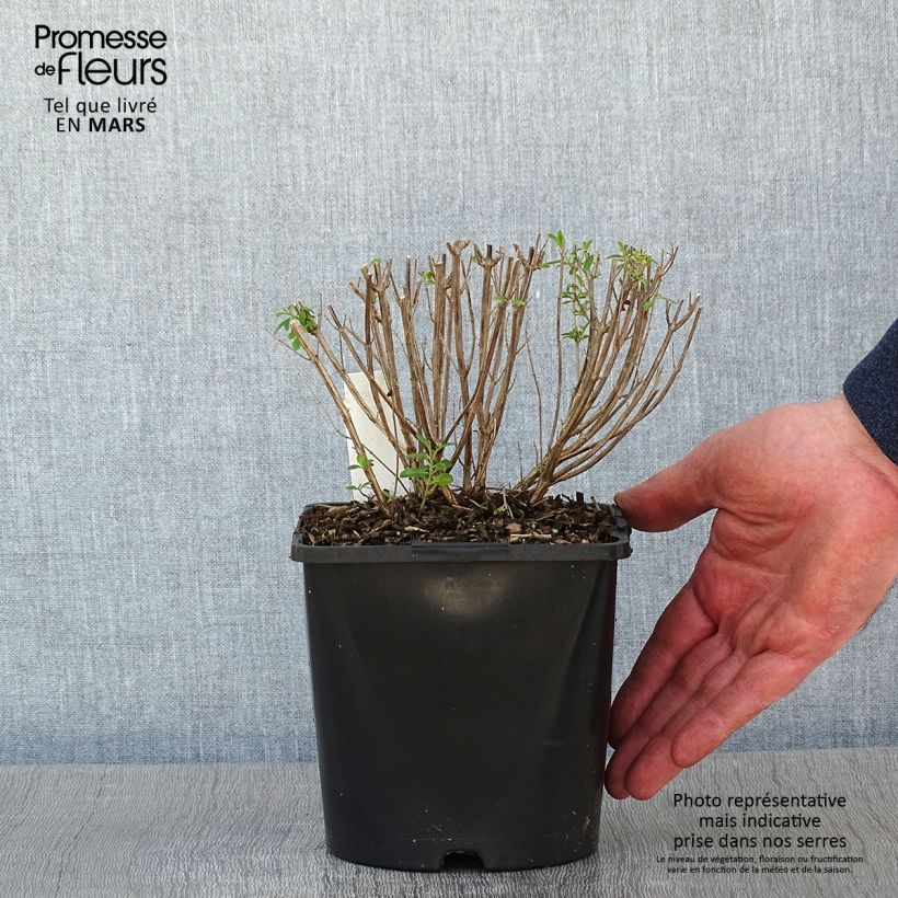 Spécimen de Salvia x jamensis Delice Roselilac - sauge arbustive Pot de 2L/3L tel que livré en hiver