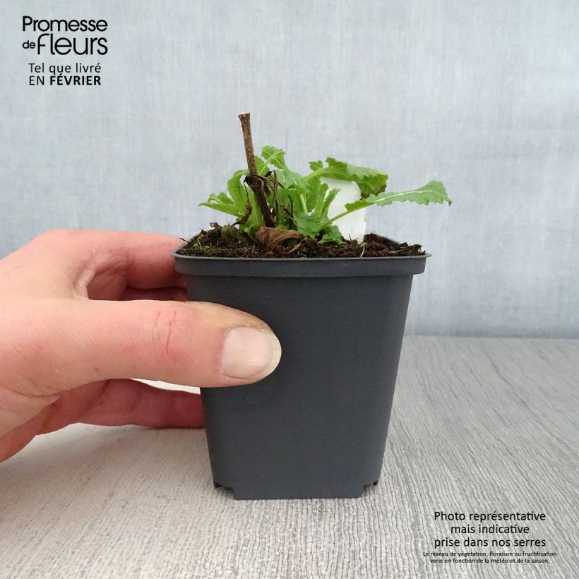 Spécimen de Salvia x sylvestris Dear Anja - Sauge Dear Anja Godet de 8/9 cm tel que livré en hiver