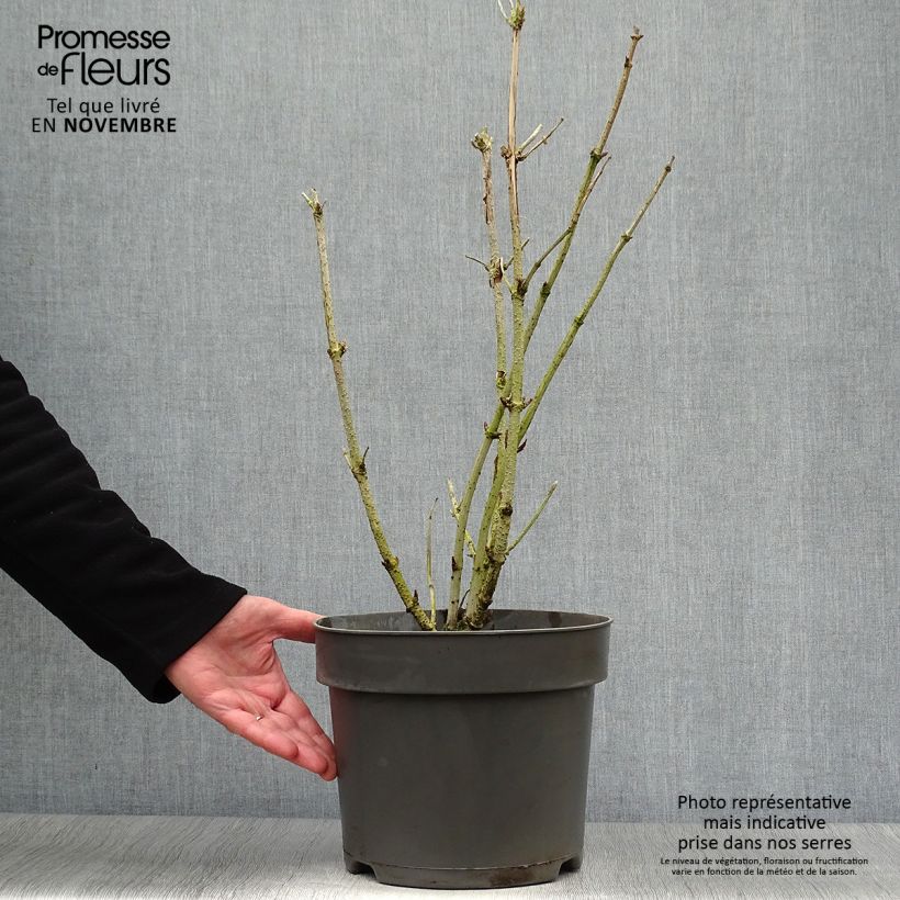 Spécimen de Sureau noir - Sambucus nigra Golden Tower Pot de 7,5L/10L tel que livré en automne