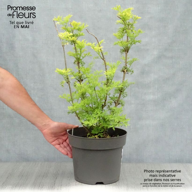 Sambucus nigra Golden Tower - Black Elder 7.5L/10L pot sample as delivered in spring
