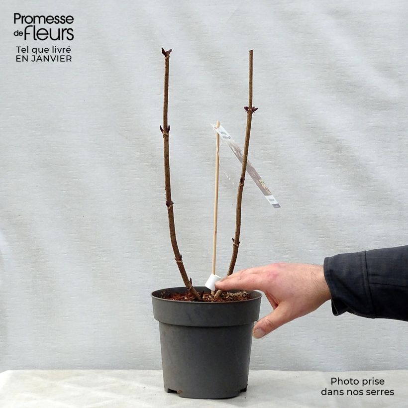 Spécimen de Sambucus nigra Serenade - Sureau noir Pot de 3L/4L tel que livré en hiver