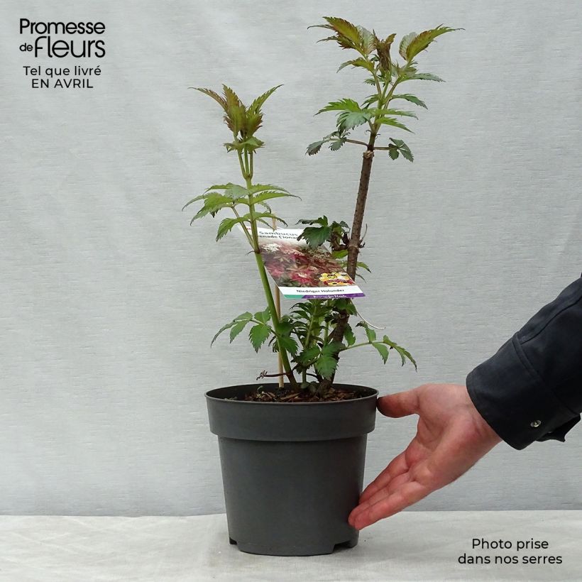 Spécimen de Sambucus nigra Serenade - Sureau noir Pot de 3L/4L tel que livré au printemps