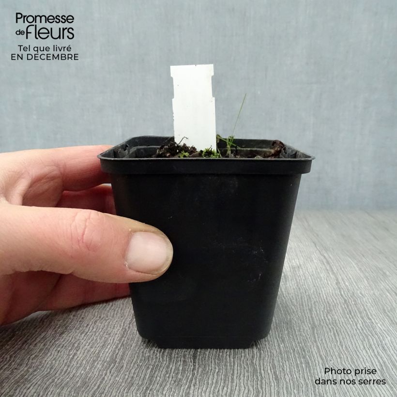 Spécimen de Sanguinaria canadensis - Sanguinaire Godet de 8/9 cm tel que livré en hiver