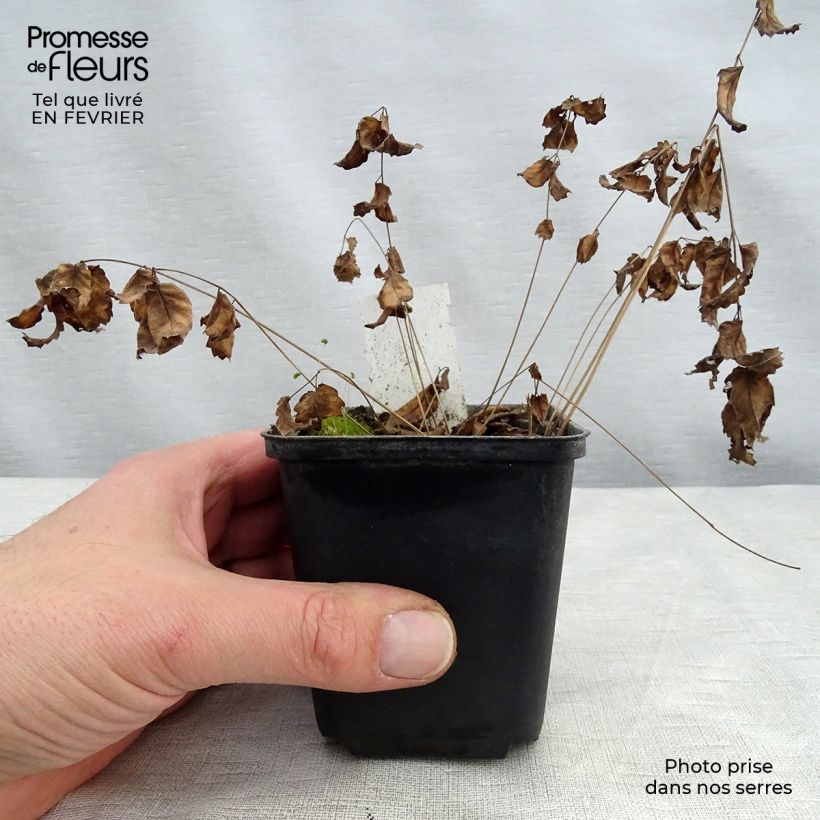 Spécimen de Sanguisorba Cangshan Cranberry - Pimprenelle à feuilles fines Godet de 8/9 cm tel que livré en hiver