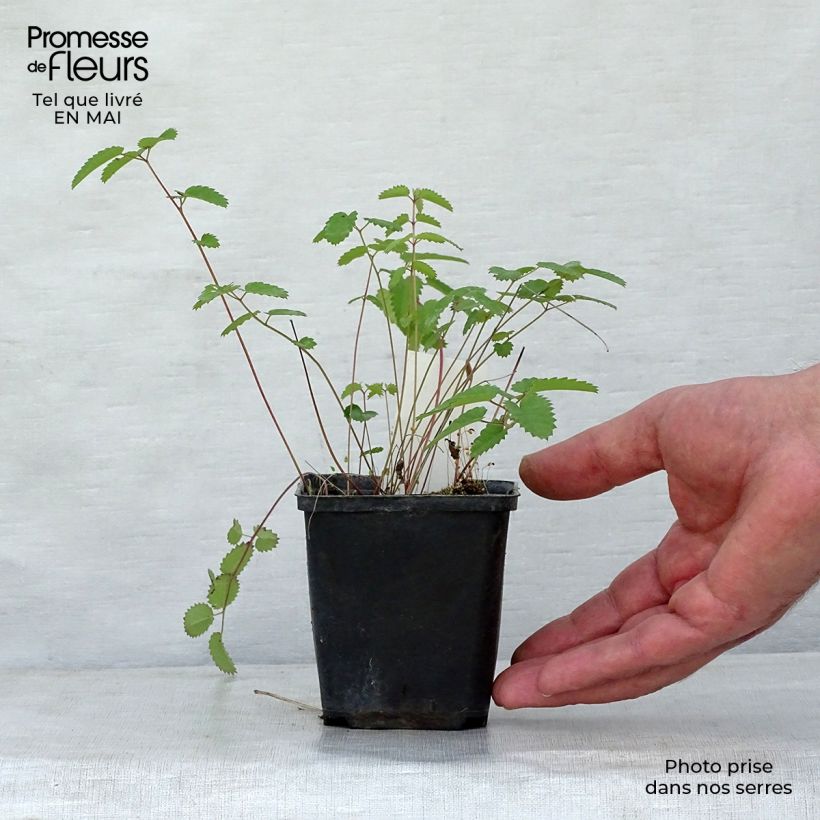 Spécimen de Sanguisorba Cangshan Cranberry - Pimprenelle à feuilles fines Godet de 8/9 cm tel que livré au printemps