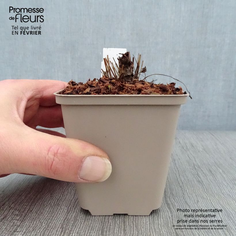 Spécimen de Sanguisorba Chocolate Tip Godet de 8/9 cm tel que livré en hiver