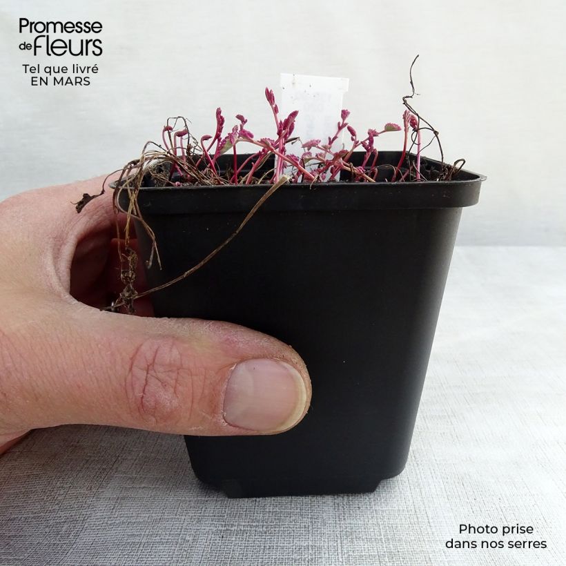 Spécimen de Sanguisorba Little Angel - Pimprenelle Little Angel Godet de 8/9 cm tel que livré en hiver