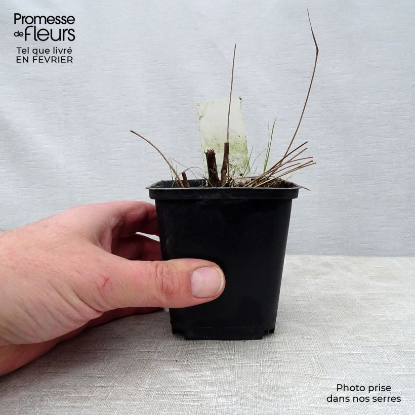 Spécimen de Sanguisorba Red Thunder - Pimprenelle Godet de 8/9 cm tel que livré en hiver