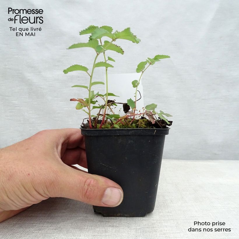 Amostra de Sanguisorba canadensis Vaso de 8/9 cm tal como entregue na primavera