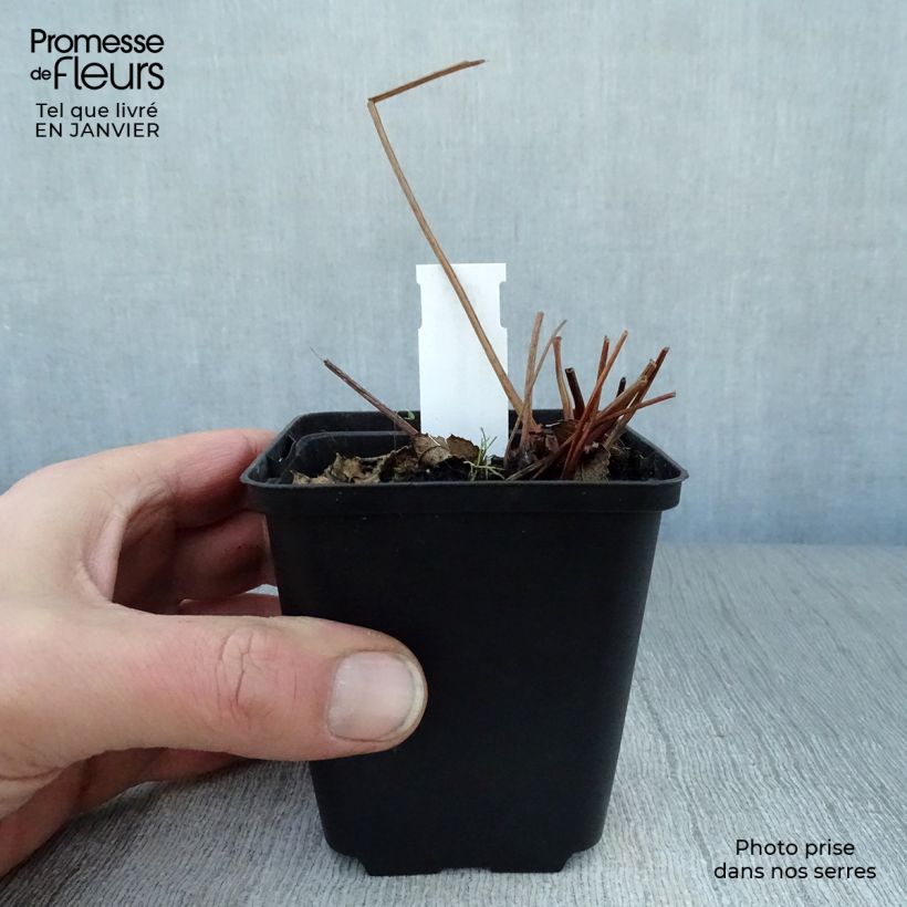 Spécimen de Sanguisorba canadensis - Pimprenelle du Canada Godet de 8/9 cm tel que livré en hiver