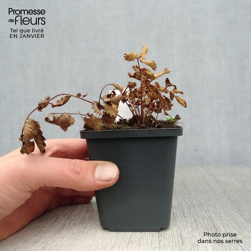 Spécimen de Sanguisorba hakusanensis Godet de 8/9 cm tel que livré en hiver