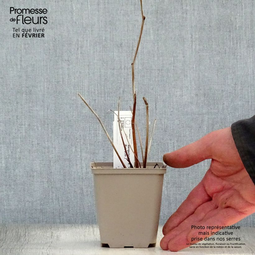 Spécimen de Sanguisorba hybride Pink Brushes - Pimprenelle Godet de 8/9 cm tel que livré en hiver