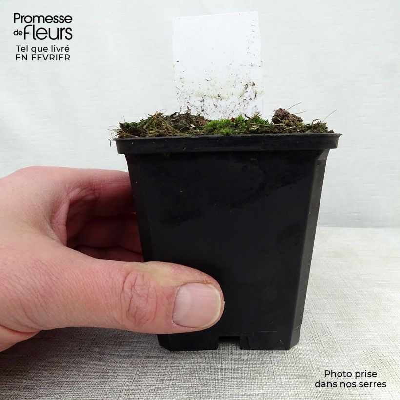 Spécimen de Sanguisorba menziesii - Sanguisorbe rouge Godet de 8/9 cm tel que livré en hiver