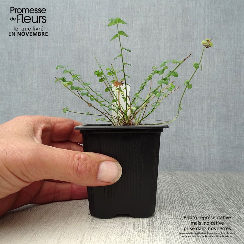 Spécimen de Sanguisorba minor - Petite Pimprenelle Godet de 7/8 cm tel que livré en automne