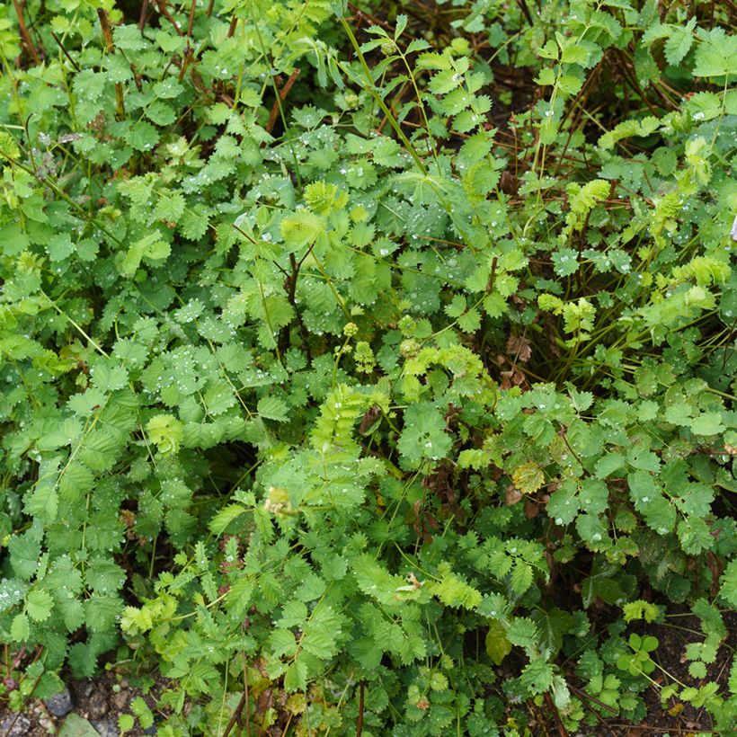 Sanguisorba minor - Petite Pimprenelle (Port)
