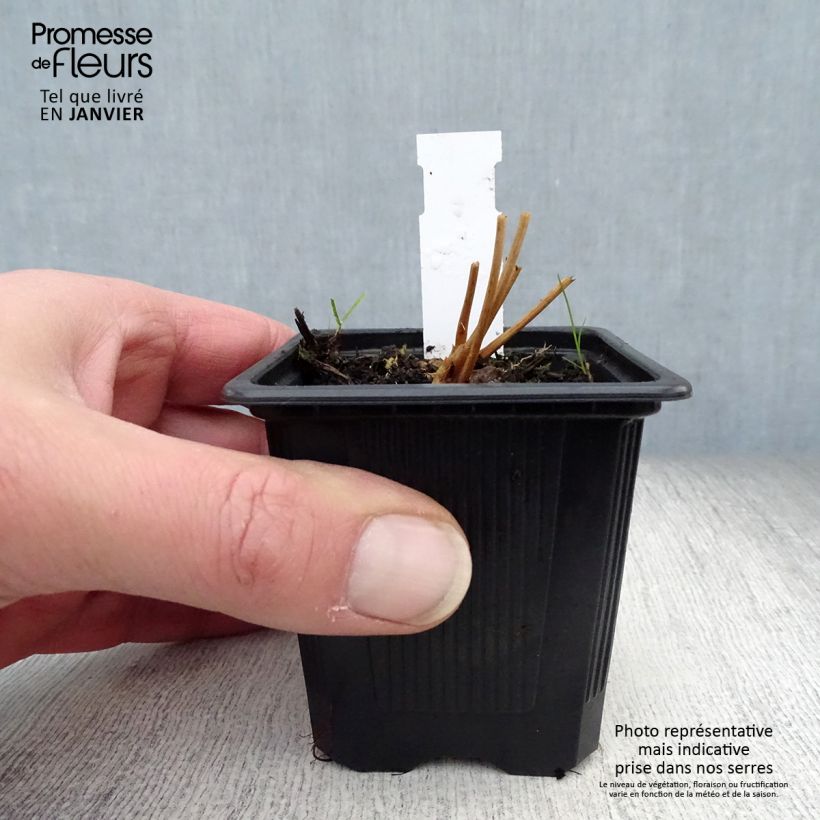 Spécimen de Sanguisorba obtusa - Pimprenelle japonaise Godet de 8/9 cm tel que livré en hiver