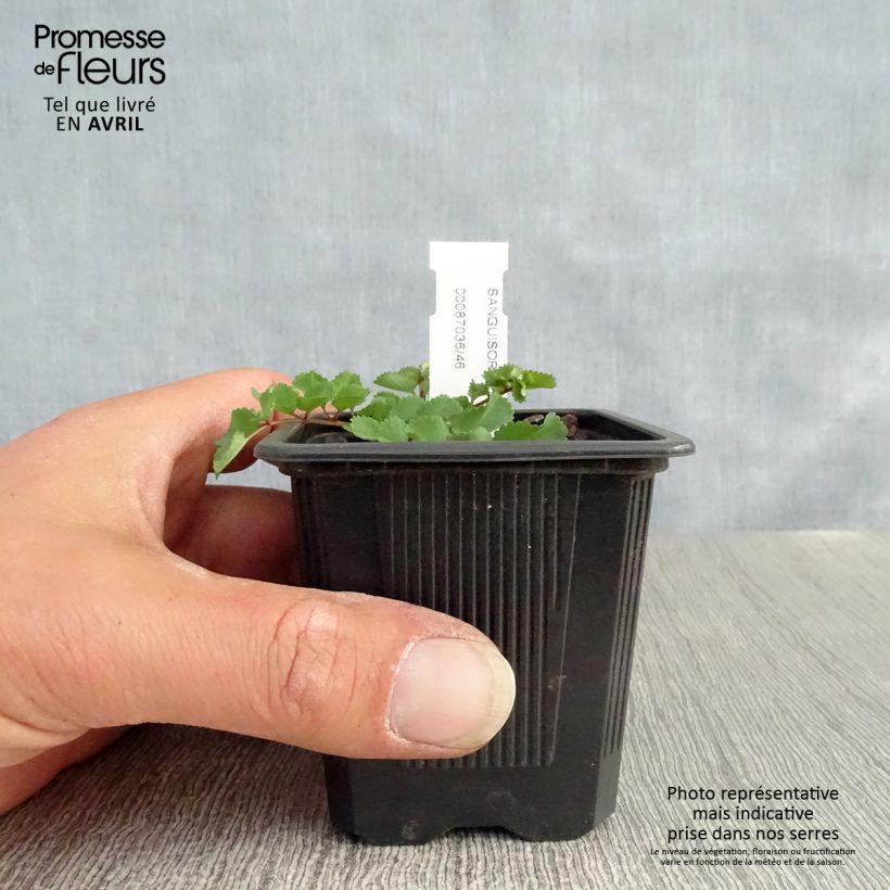 Spécimen de Sanguisorba obtusa - Pimprenelle japonaise Godet de 8/9 cm tel que livré au printemps