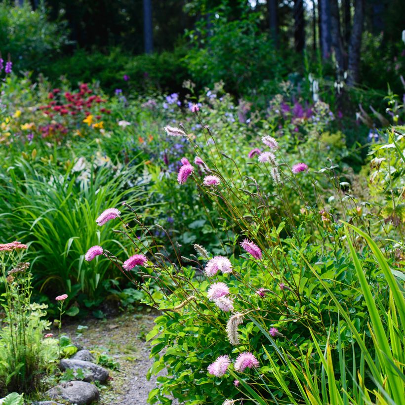 Sanguisorba obtusa - Pimprenelle japonaise (Port)