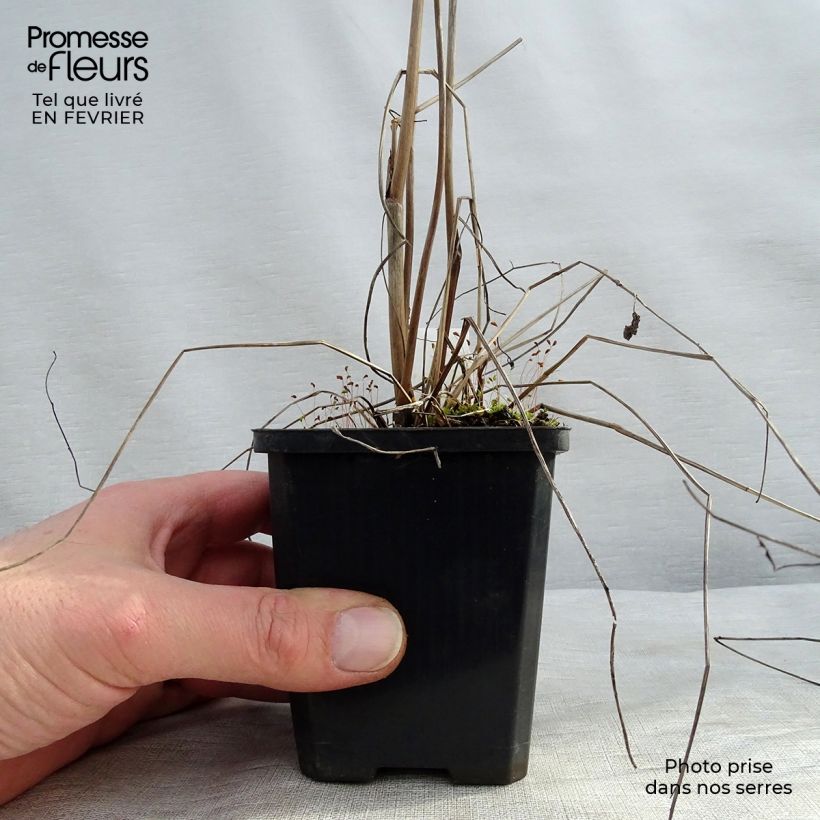 Spécimen de Sanguisorba officinalis Morning Select - Pimprenelle Godet de 8/9 cm tel que livré en hiver