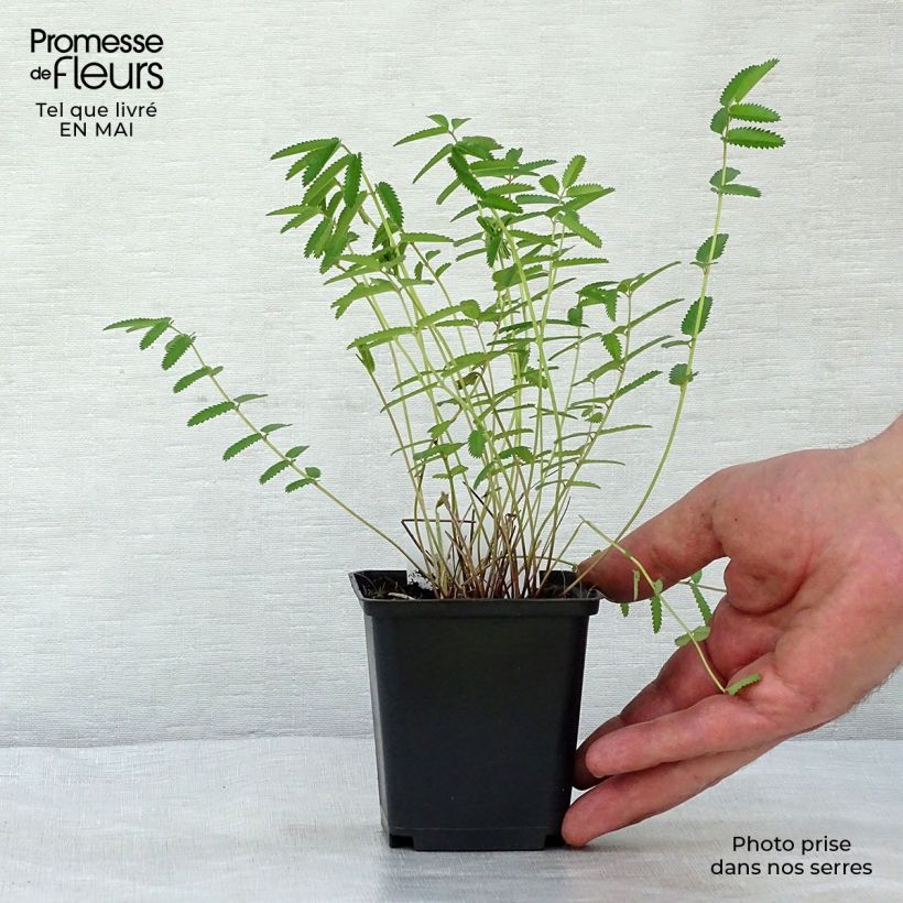 Spécimen de Sanguisorba officinalis Pink Tanna - Grande Pimprenelle Godet de 8/9 cm tel que livré au printemps