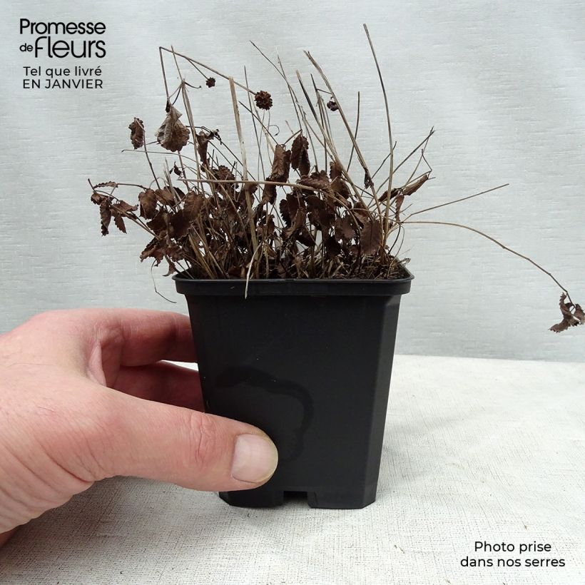 Spécimen de Sanguisorba officinalis Tanna - Grande Pimprenelle Godet de 8/9 cm tel que livré en hiver