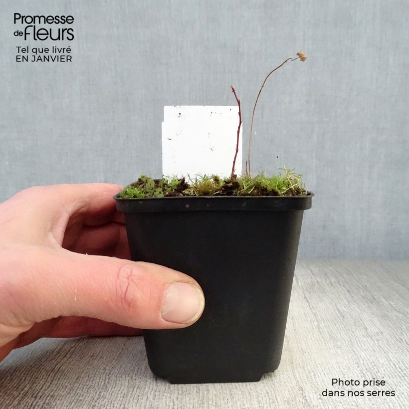 Spécimen de Sanguisorba tenuifolia Alba Godet de 8/9 cm tel que livré en hiver