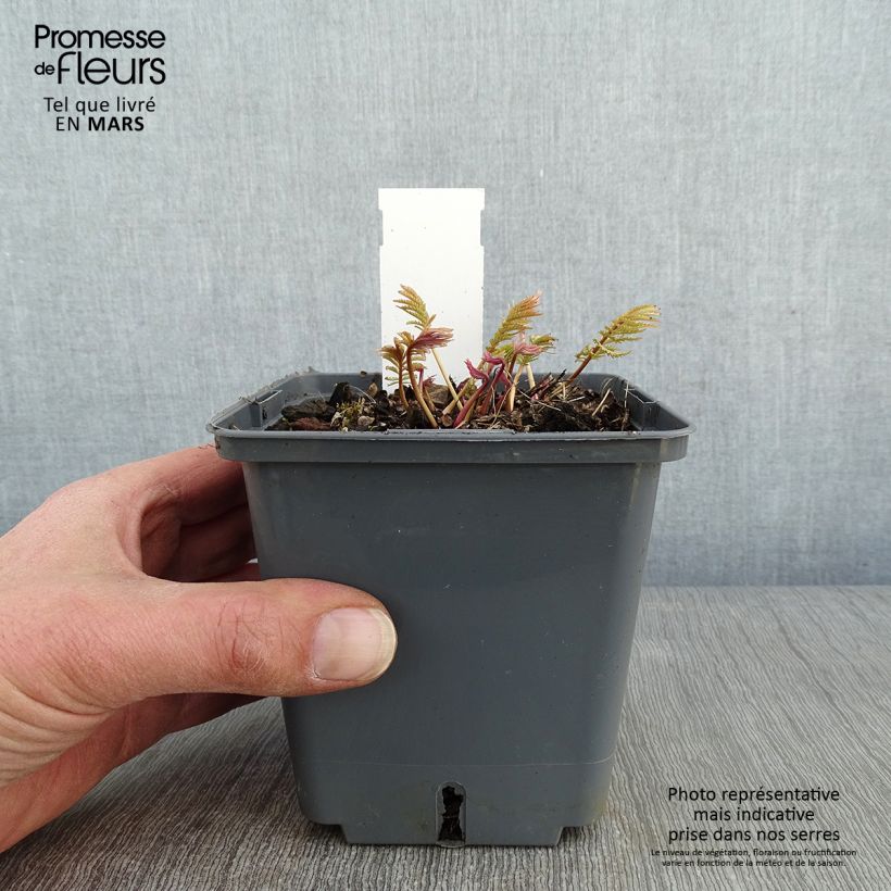 Spécimen de Sanguisorba tenuifolia Alba Pot de 1L/1,5L tel que livré en hiver