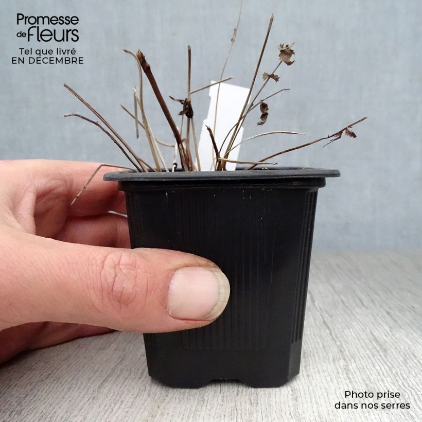 Spécimen de Sanguisorba tenuifolia Pink Elephant - Pimprenelle à fines feuilles Godet de 8/9 cm tel que livré en hiver