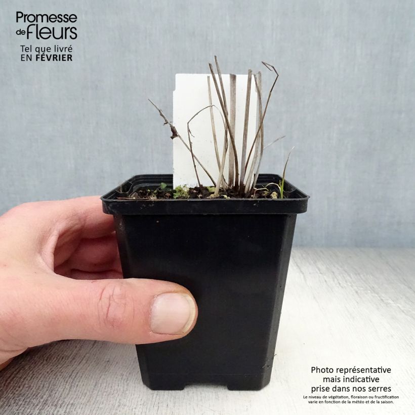 Spécimen de Sanguisorba tenuifolia var. Purpurea - Pimprenelle à fines feuilles Godet de 8/9 cm tel que livré en hiver