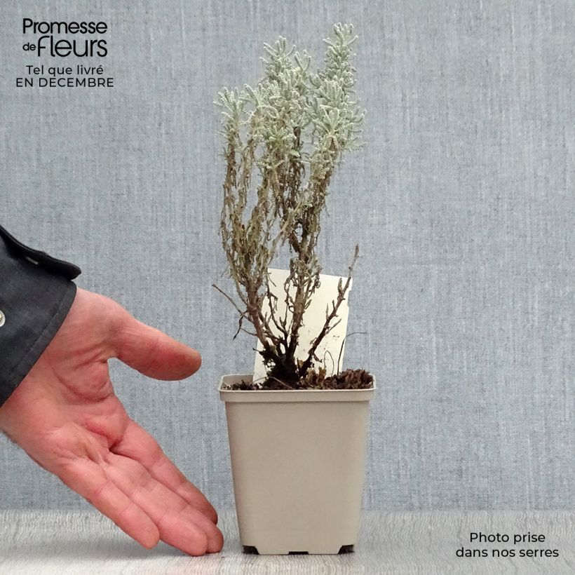 Spécimen de Santolina chamaecyparissus - Santoline argentée   Godet de 7/8 cm tel que livré en hiver