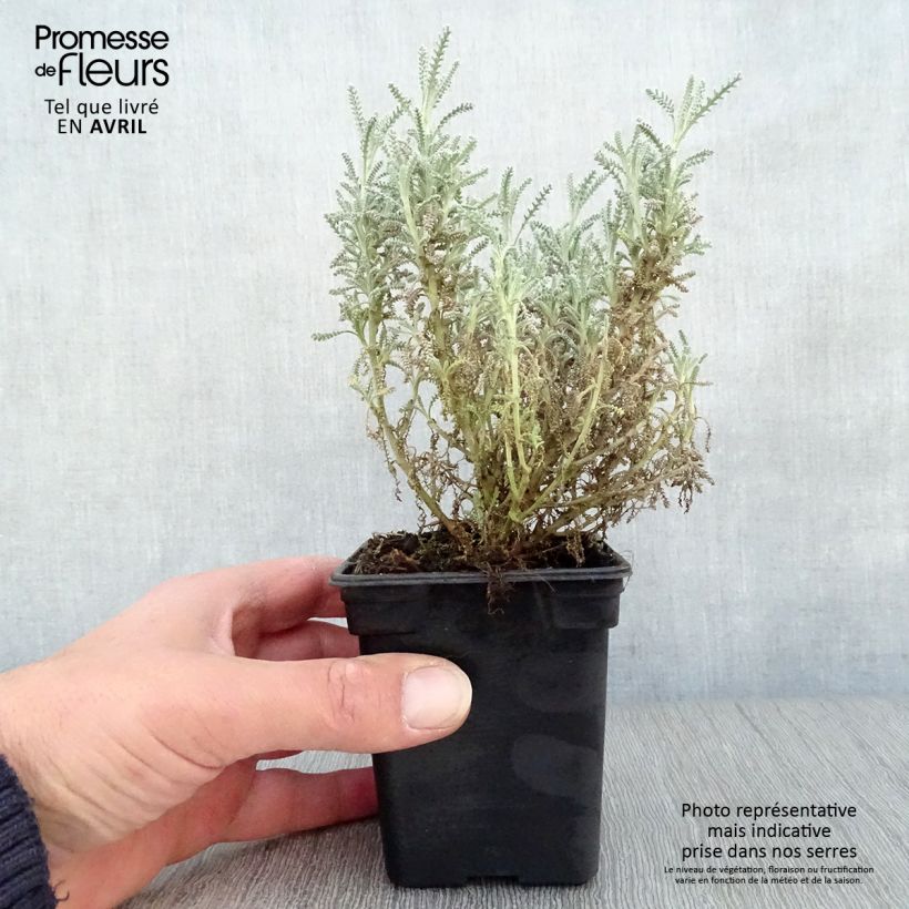 Spécimen de Santolina chamaecyparissus - Santoline argentée   Godet de 7/8 cm tel que livré au printemps