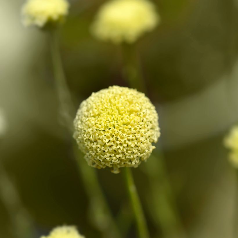Santolina rosmarinifolia - Santoline à feuilles de romarin (Floraison)