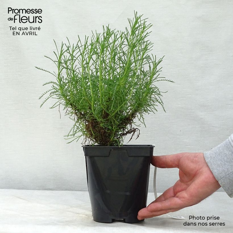 Spécimen de Santolina virens - Santoline à feuilles de romarin Pot de 1,5L/2L tel que livré au printemps