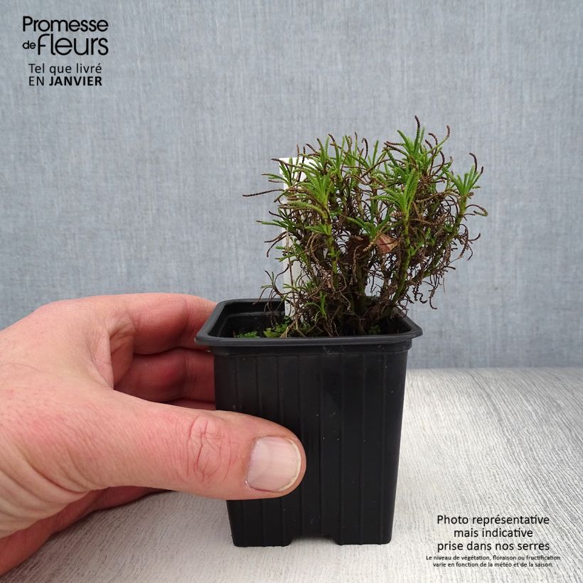 Spécimen de Santolina virens - Santoline à feuilles de romarin Godet de 8/9 cm tel que livré en hiver
