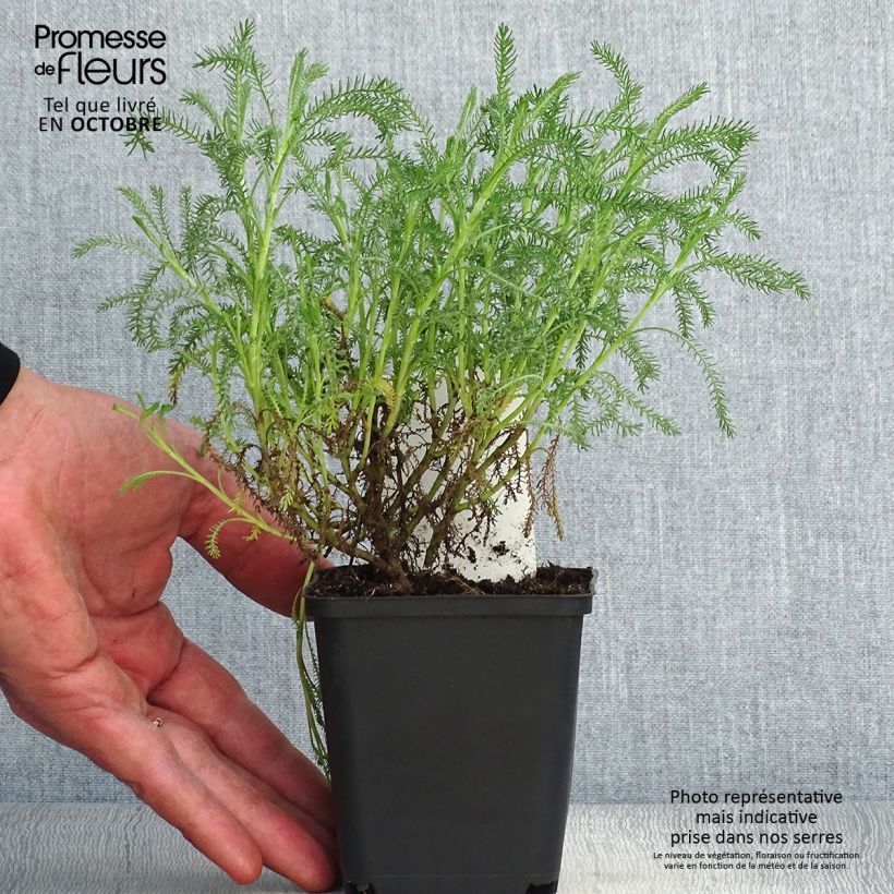 Spécimen de Santoline Edward Bowles - Santolina pinnata subsp neapolitana Godet de 8/9 cm tel que livré en automne