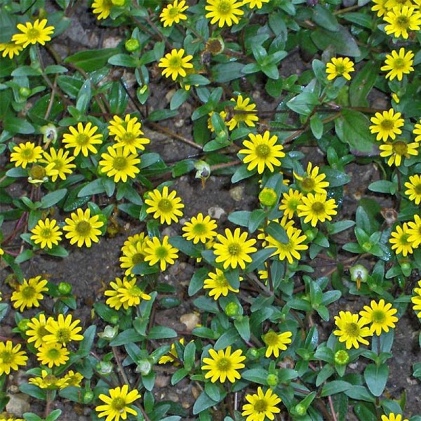 Sanvitalia speciosa Aztekengold (Floração)