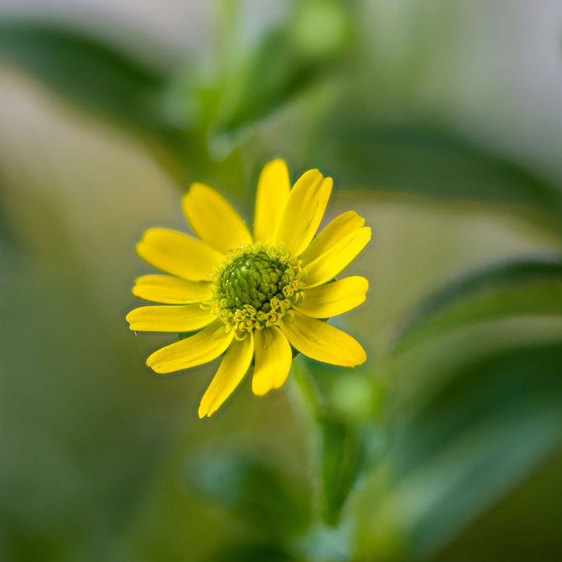 Sanvitalia Aztekengold (Floraison)