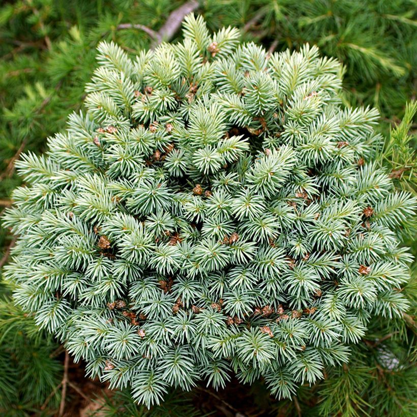 Sapin bleu, Epicéa du Colorado - Picea pungens Blue Pearl (Feuillage)