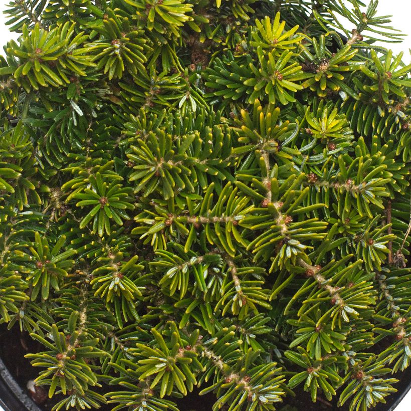 Sapin de Corée - Abies koreana Brillant (Feuillage)