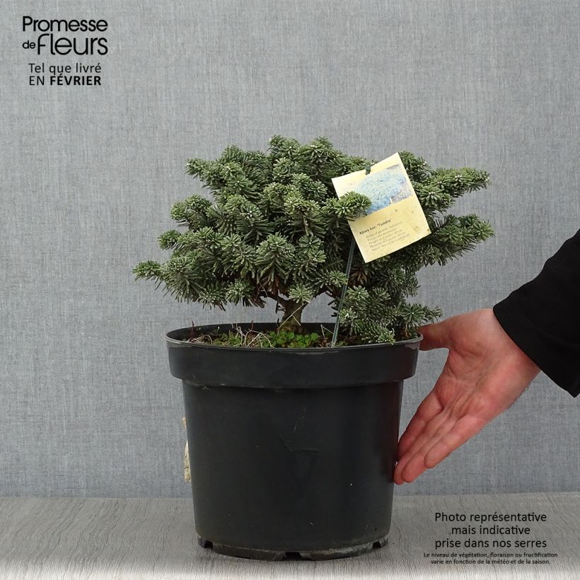 Spécimen de Sapin de Corée - Abies koreana Tundra Pièce tel que livré en hiver