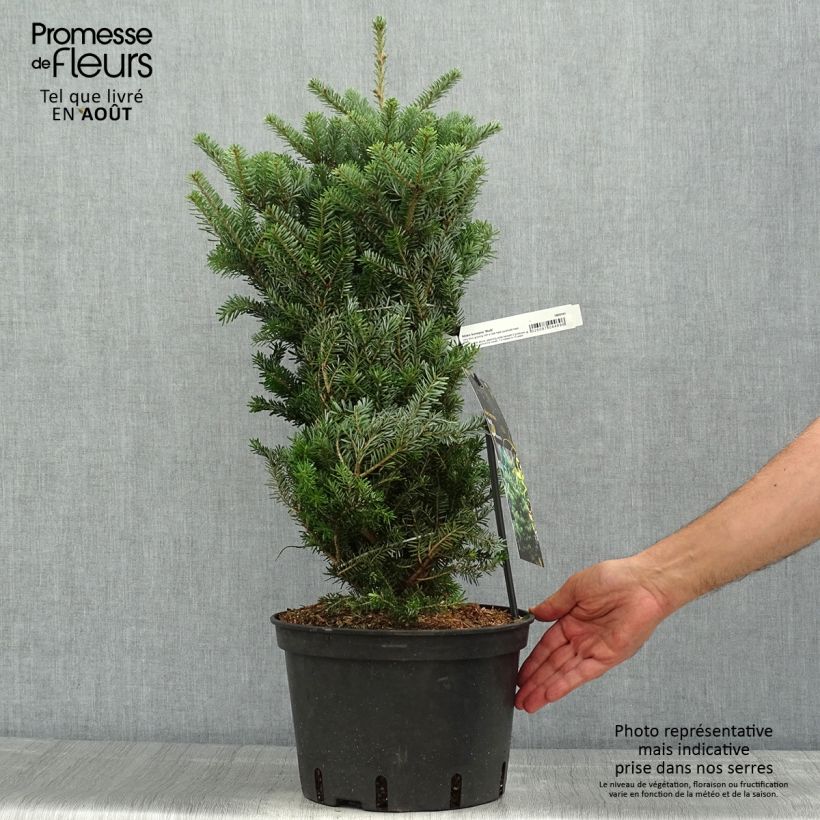 Spécimen de Sapin de Corée nain - Abies koreana Molli Pot de 4L/5L tel que livré en été