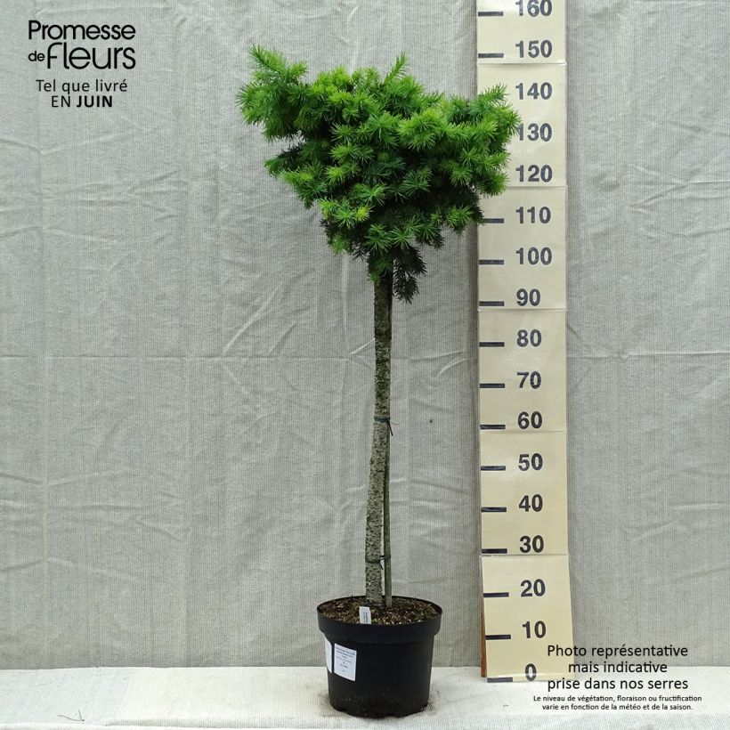 Pseudotsuga menziesii Fletcheri - Pino de Oregón Maceta 7,5L/10L, Tallo Ejemplar entregado en la primavera