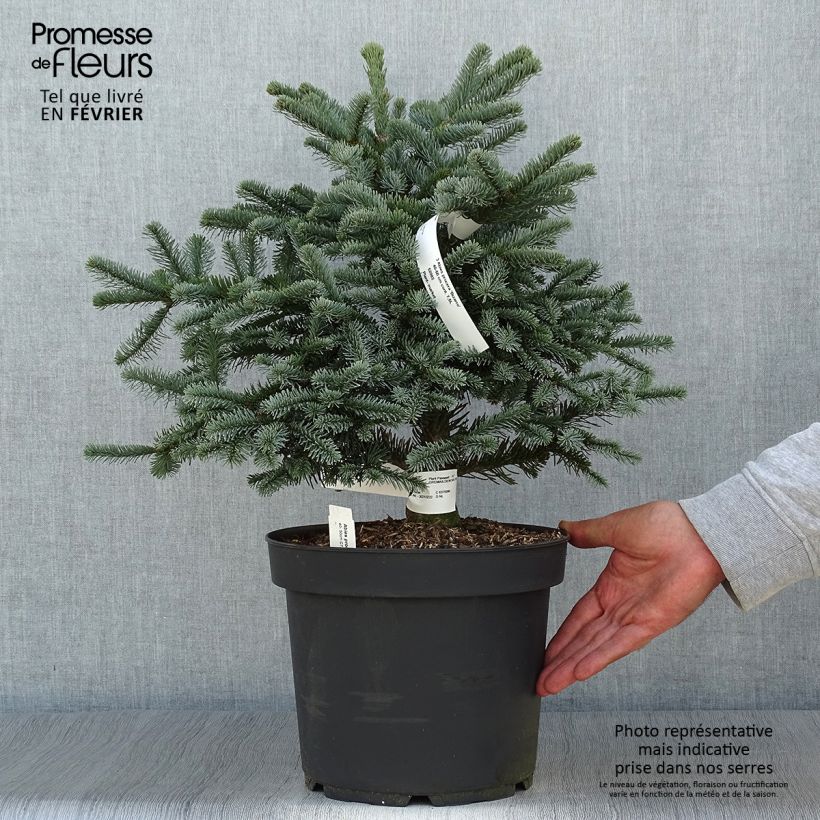 Spécimen de Sapin noble - Abies procera Bizarro Pot de 7,5L/10L tel que livré en automne