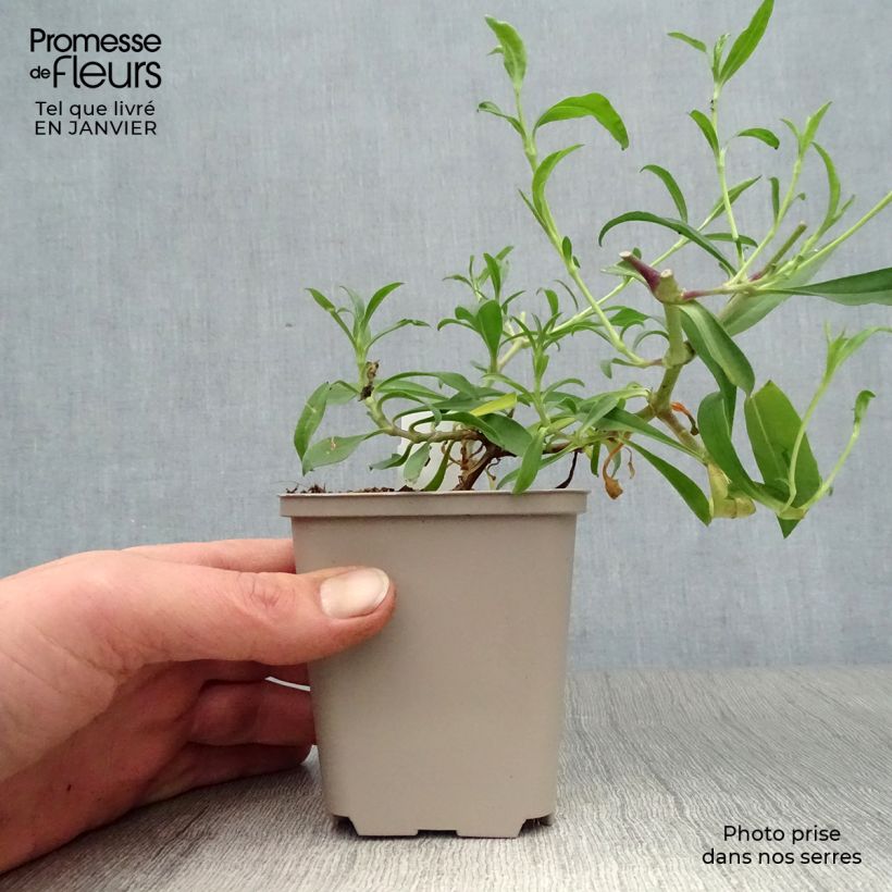 Spécimen de Saponaire Max Frei Godet de 8/9 cm tel que livré en hiver