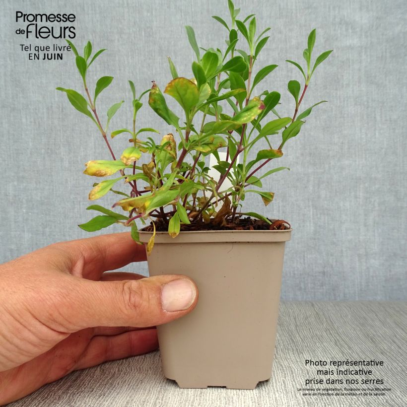 Spécimen de Saponaria ocymoides - Saponaire de Montpellier Godet de 8/9 cm tel que livré en été