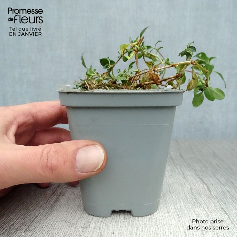 Spécimen de Saponaria ocymoides - Saponaire de Montpellier Godet de 8/9 cm tel que livré en hiver
