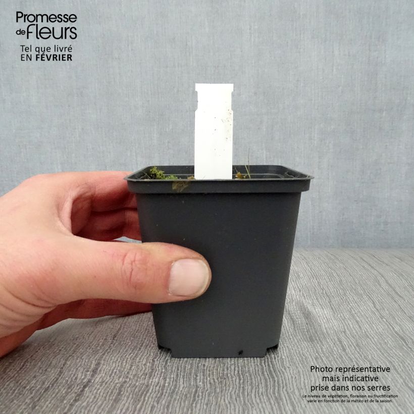 Spécimen de Saponaria officinalis Alba Plena - Saponaire officinale Godet de 8/9 cm tel que livré en hiver