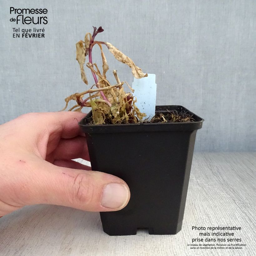 Spécimen de Saponaria officinalis Rosea Plena - Saponaire officinale semi-double rose clair Godet de 8/9 cm tel que livré en hiver