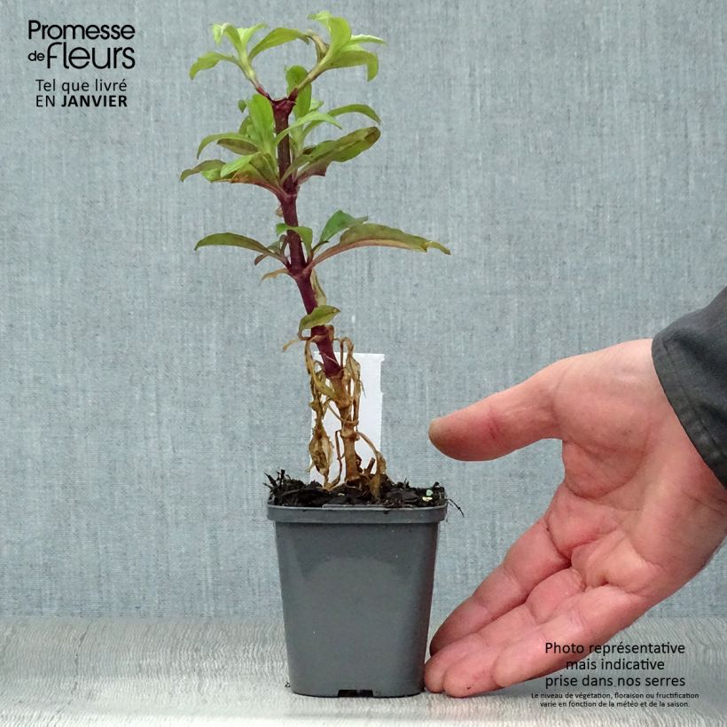 Spécimen de Saponaria officinalis - Saponaire officinale Godet de 7/8 cm tel que livré en hiver